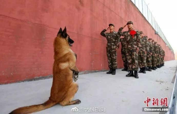 今晚必中四不像图 今天|精选资料解析大全