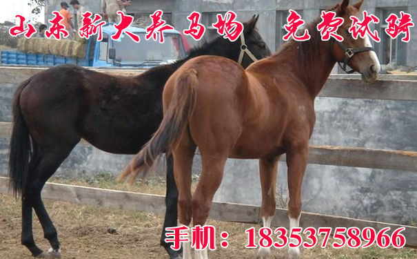 香港马资料更新最快的|精选资料解析大全