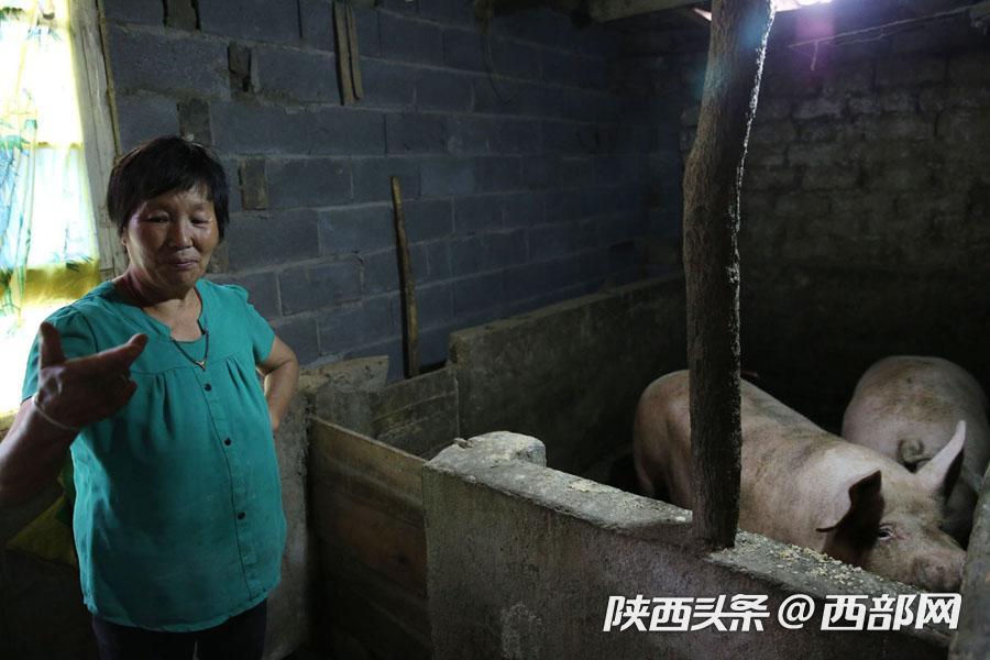 毕业后我回家养猪了最新章节