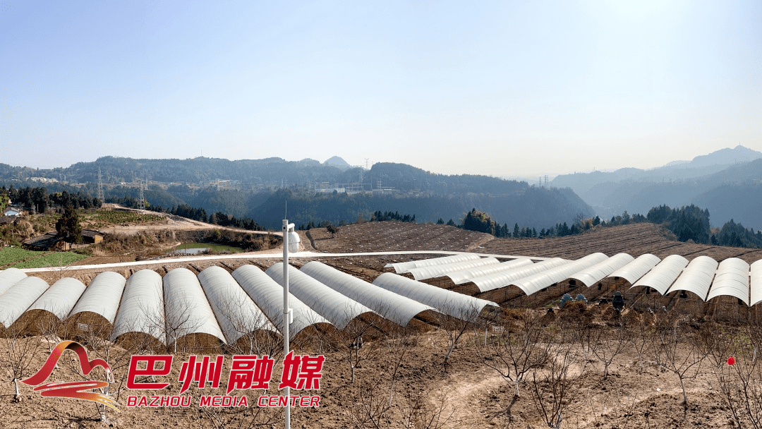 巴州西姆莱斯最新消息