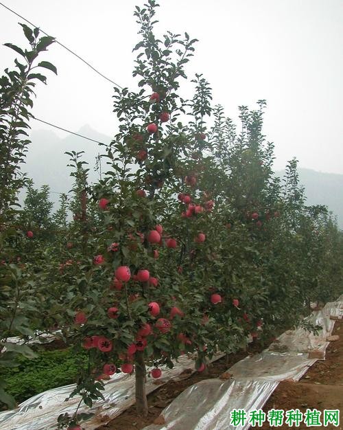 苹果树最新促花技术