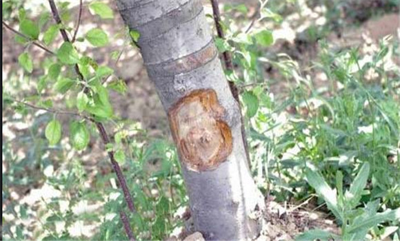 苹果树腐烂病最新方法如下