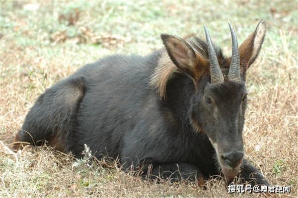 四不像特马图今晚必出,四不像特马图今晚必出——神秘彩种的独特魅力