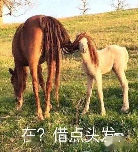 今晚澳门特马开什么今晚四不像,今晚澳门特马揭晓，四不像的惊喜揭晓时刻