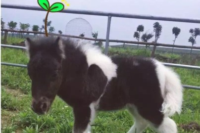 香港四不像图正版资料大全,香港四不像图正版资料大全详解